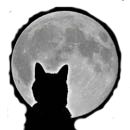 Котяра смотрит на Луну